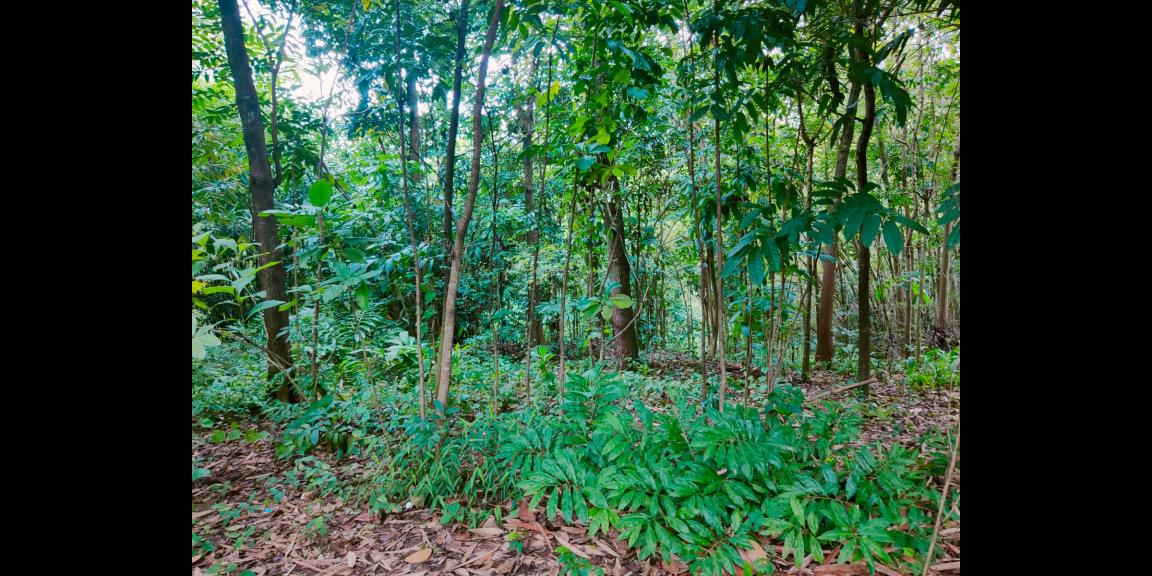 Tanah Cocok untuk Kebun Buah Masaran Sragen Tanah Cocok untuk Kebun Buah Masaran Sragen