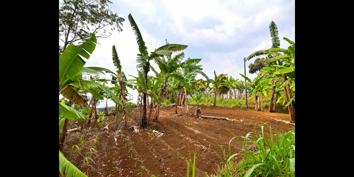 Tanah Hadap Kebun Teh & Jembatan Kaca Kemuning Tanah Hadap Kebun Teh & Jembatan Kaca Kemuning
