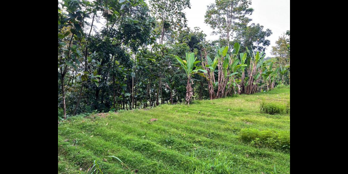 Dijual Tanah 2000m² Ngargoyoso Karanganyar Dijual Tanah 2000m² Ngargoyoso Karanganyar