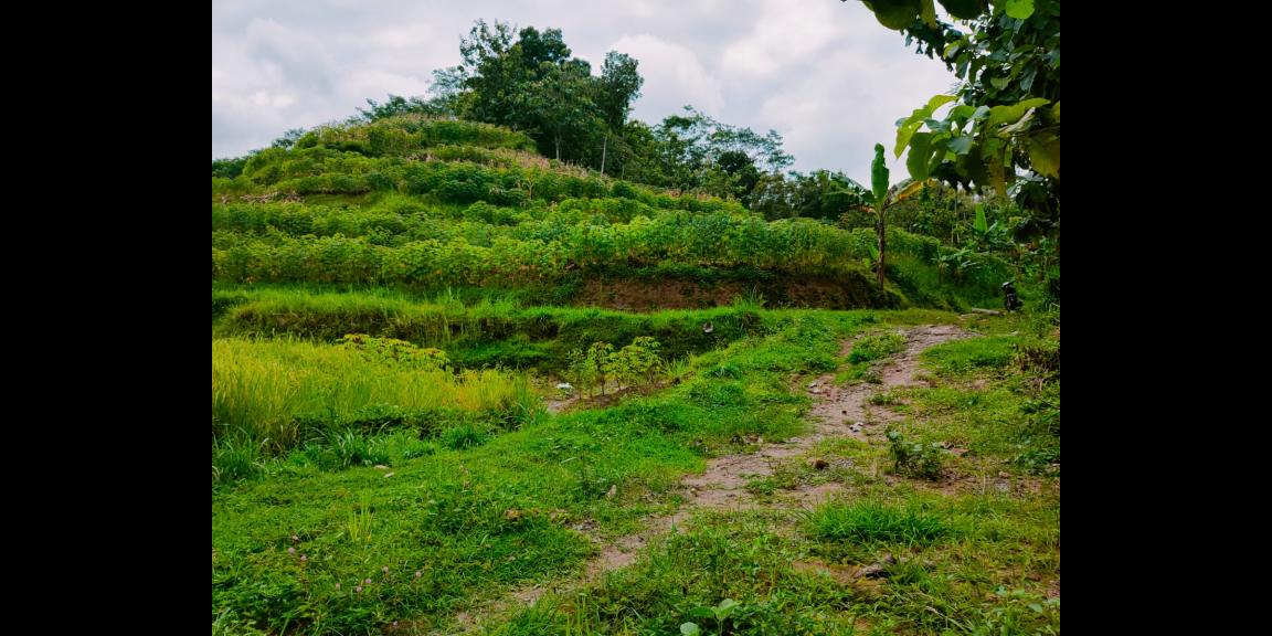 Tanah Subur Cocok untuk Kebun Buah Sambirejo Sragen Tanah Subur Cocok untuk Kebun Buah Sambirejo Sragen