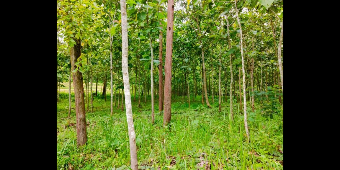 Tanah Kebun Jati 1 Hektar Sambirejo Sragen Tanah Kebun Jati 1 Hektar Sambirejo Sragen