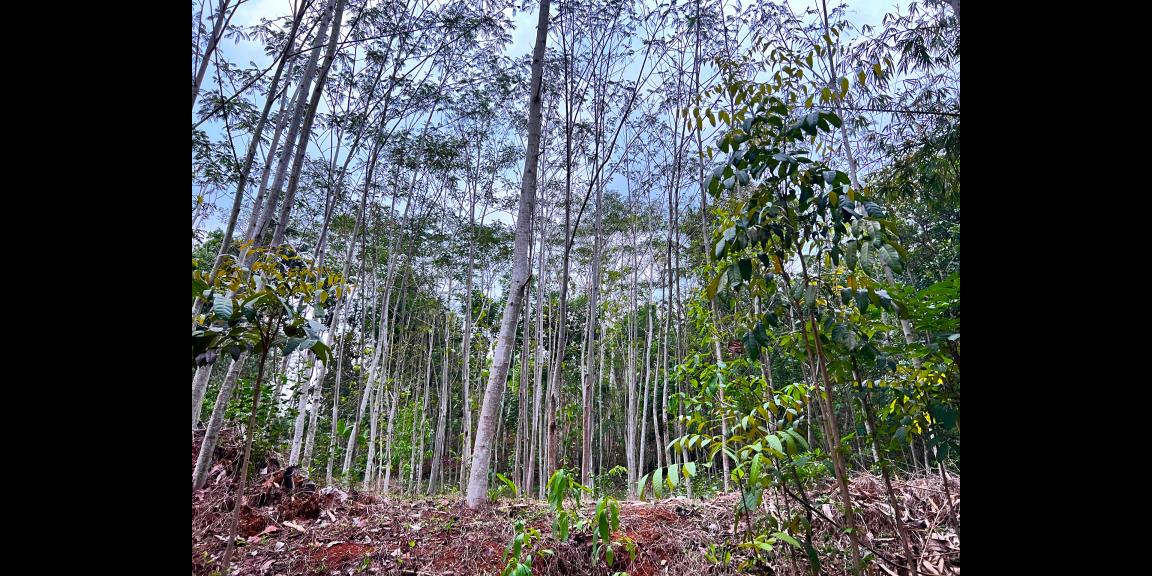 Kebun Sengon 897m2 Mojogedang Karanganyar Kebun Sengon 897m2 Mojogedang Karanganyar