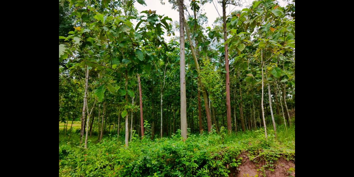 Tanah Kebun Jati Sambirejo Sragen Tanah Kebun Jati Sambirejo Sragen