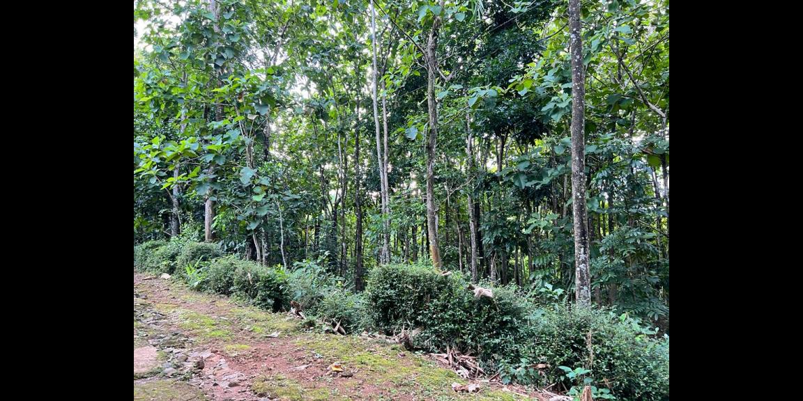 Dijual Tanah 2000m2 Jl Raya Mojogedang Karanganyar Dijual Tanah 2000m2 Jl Raya Mojogedang Karanganyar