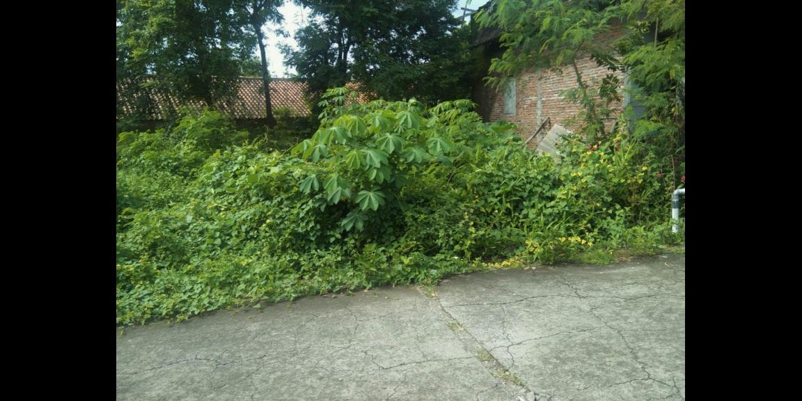 Dijual Cepat Tanah Jaten Karanganyar Dijual Cepat Tanah Jaten Karanganyar