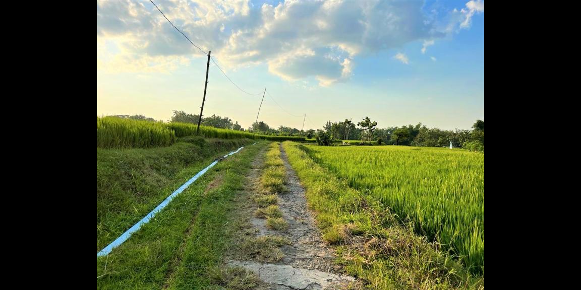 Dijual Rumah Asri Tengah Sawah Kedawung Sragen Dijual Rumah Asri Tengah Sawah Kedawung Sragen