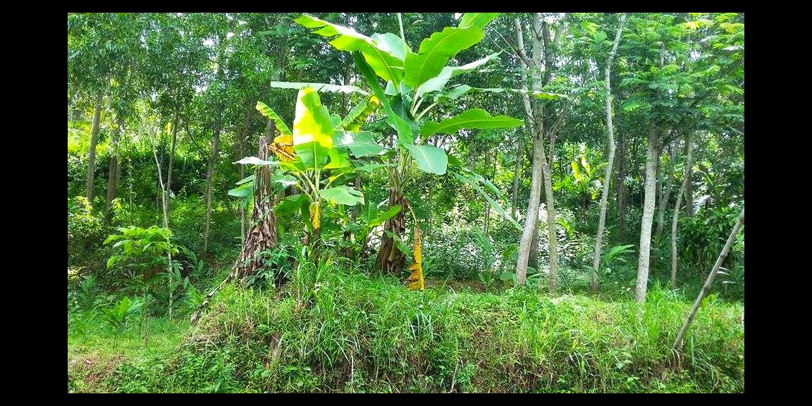 Tanah tepi Jl Kerjo-Sambirejo Kerjo Karanganyar Tanah tepi Jl Kerjo-Sambirejo Kerjo Karanganyar