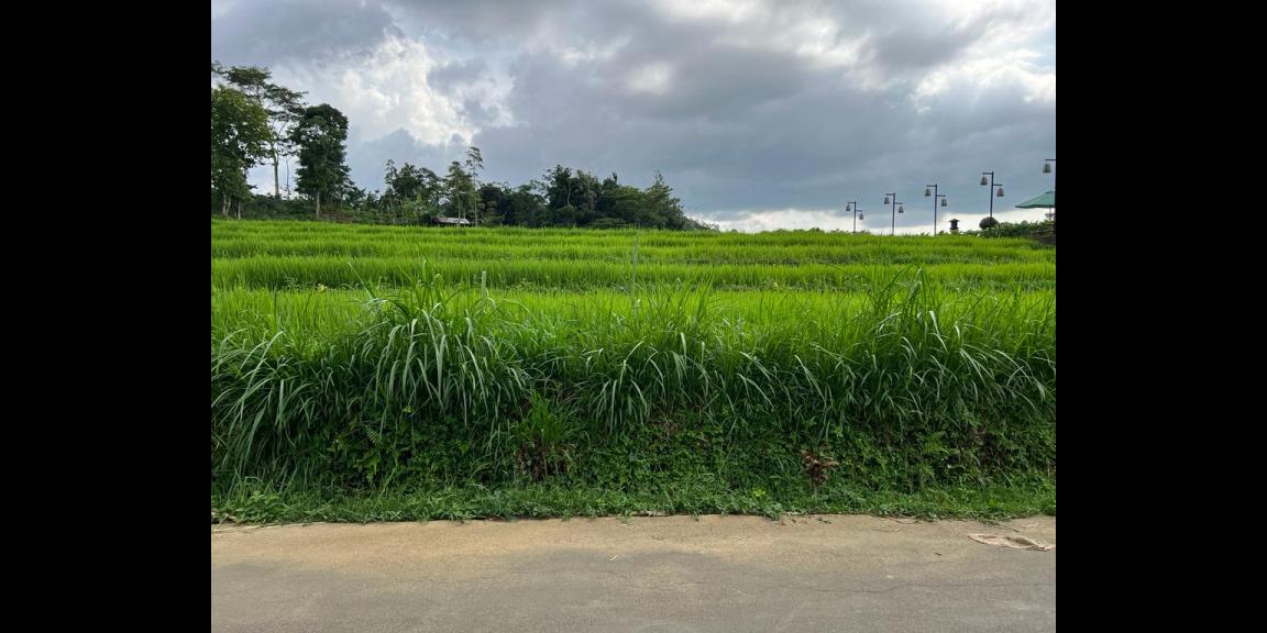 Tanah Datar 178m² Dekat Isykarima Karangpandan Tanah Datar 178m² Dekat Isykarima Karangpandan