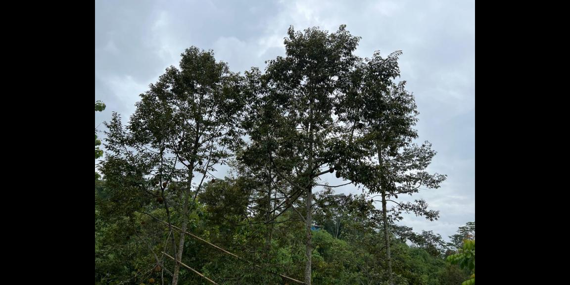 Tanah Kebun Durian 1609m² Ngargoyoso Karanganyar Tanah Kebun Durian 1609m² Ngargoyoso Karanganyar