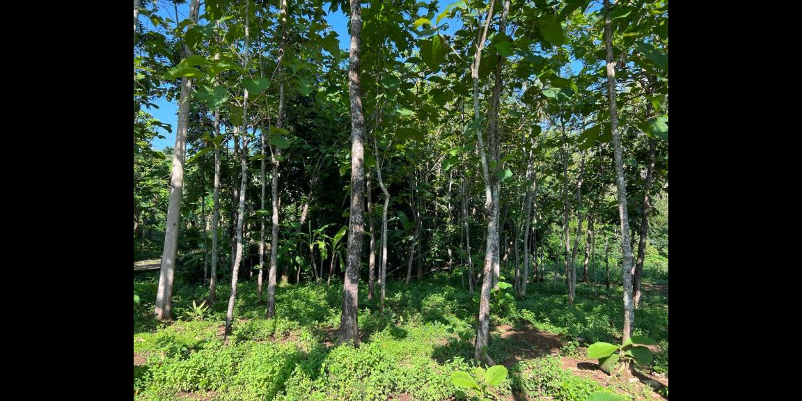 Tanah Strategis 250 Juta Utara Kantor Kecamatan Kerjo Tanah Strategis 250 Juta Utara Kantor Kecamatan Kerjo