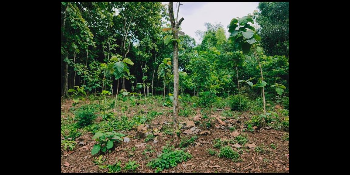 Tanah Kebun Jati Strategis Dibangun Rumah Tasikmadu Karanganyar Tanah Kebun Jati Strategis Dibangun Rumah Tasikmadu Karanganyar