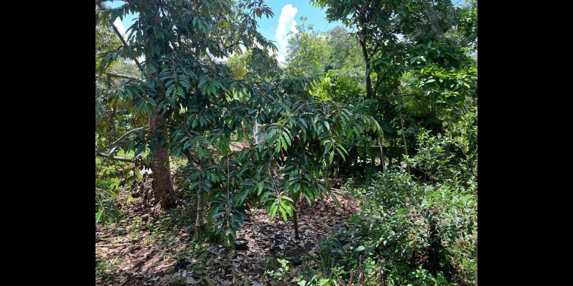 Tanah Kebun Durian Hanya 85 Juta Karanganyar Tanah Kebun Durian Hanya 85 Juta Karanganyar