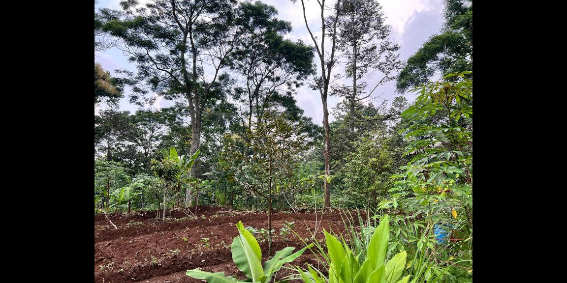 Kebun Durian 2233m² Hanya 350 Juta Kemuning Karanganyar Kebun Durian 2233m² Hanya 350 Juta Kemuning Karanganyar