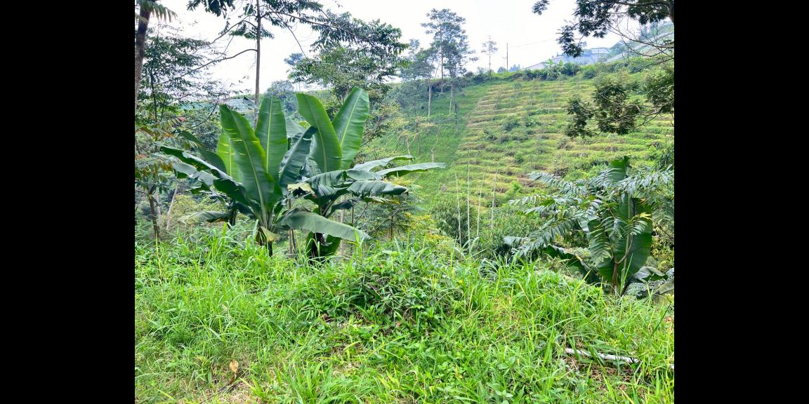 Tanah 1534m² Dekat Candi Cetho Karanganyar  Tanah 1534m² Dekat Candi Cetho Karanganyar