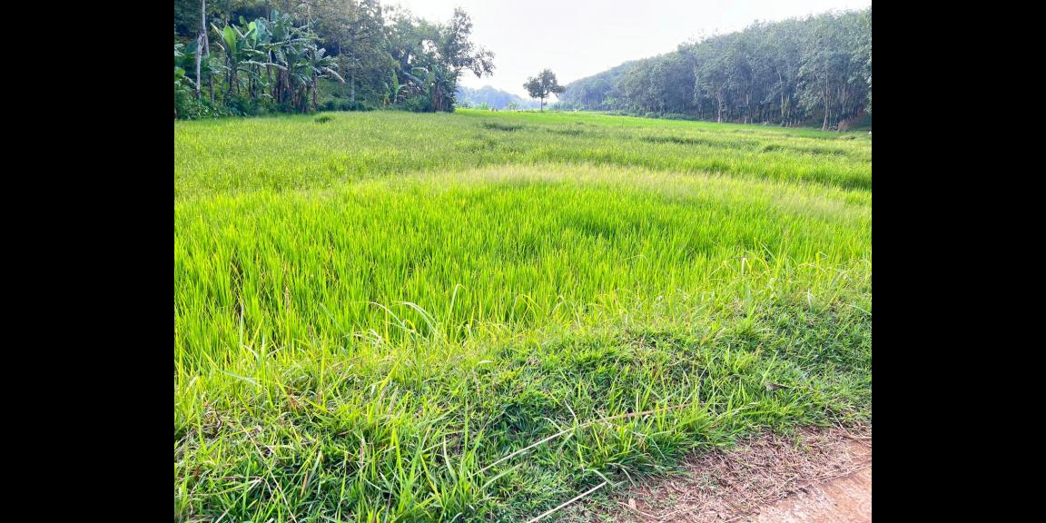 Tanah Datar Hook 2274m² Kerjo Karanganyar Tanah Datar Hook 2274m² Kerjo Karanganyar