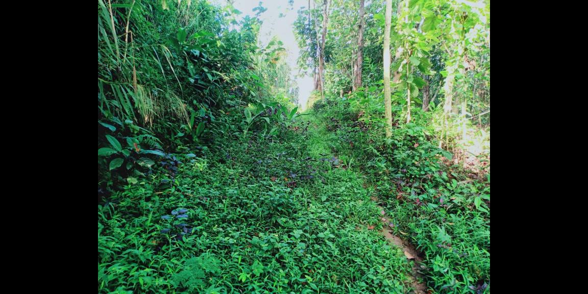 Jual Cepat Tanah 1183m² Karanganyar Jual Cepat Tanah 1183m² Karanganyar