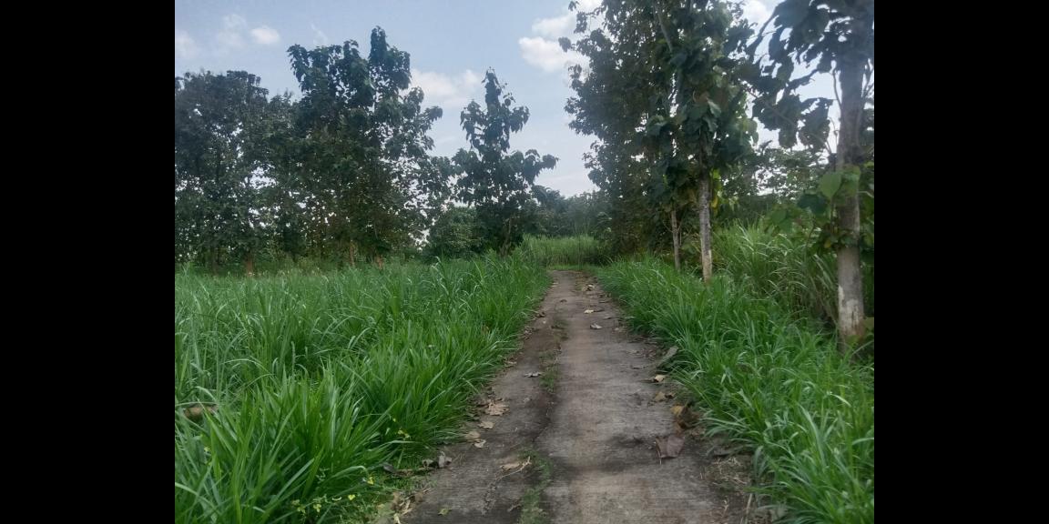 Tanah Cocok untuk peternakan 200rb/m Karanganyar Tanah Cocok untuk peternakan 200rb/m Karanganyar