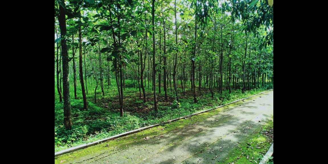 Tanah Kebun Jati Datar 1 Hektar Kerjo Karanganyar Tanah Kebun Jati Datar 1 Hektar Kerjo Karanganyar