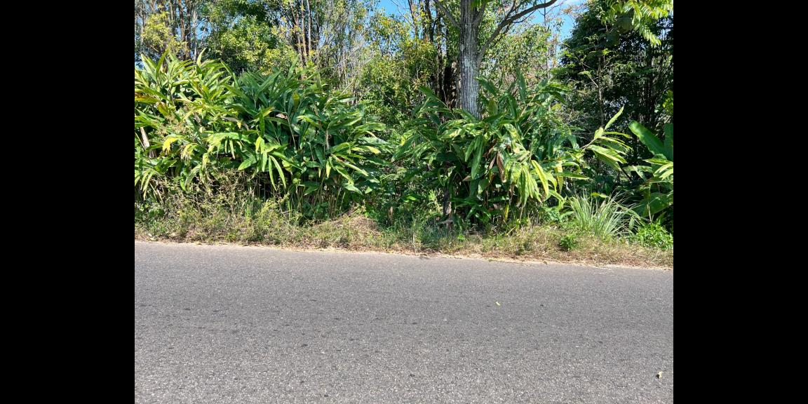 Tanah Strategis 3512m² View Hamparan Kebun Teh Tanah Strategis 3512m² View Hamparan Kebun Teh