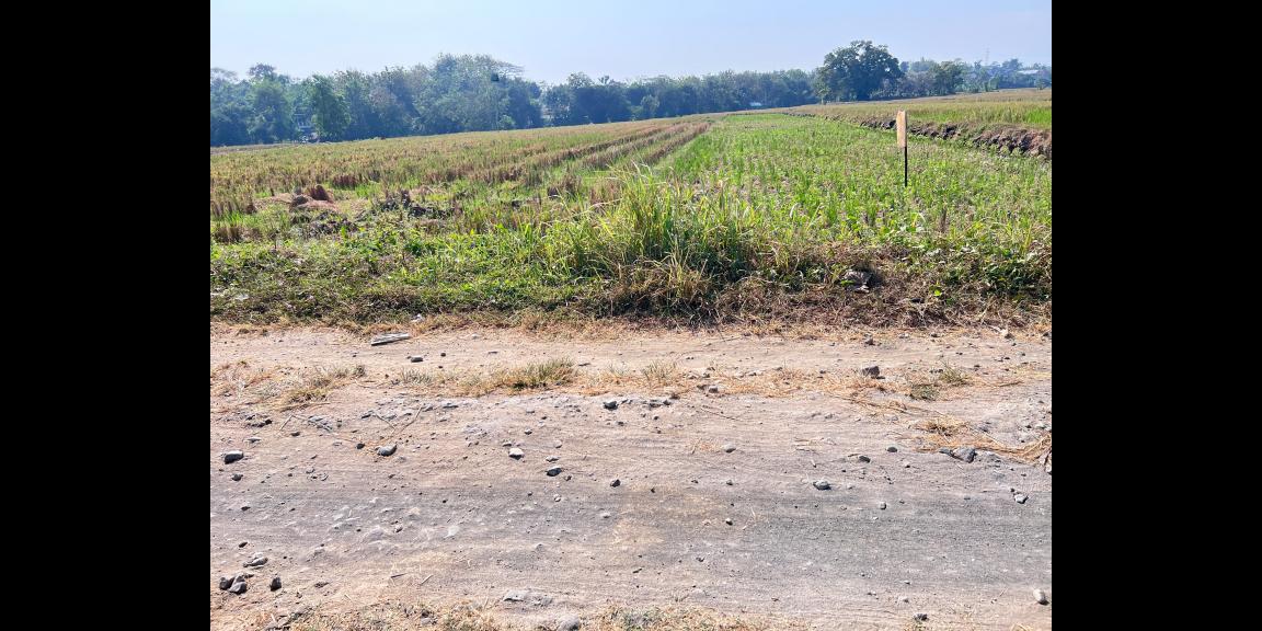 Tanah Subur 1191m² 300 Juta Kedawung Sragen Tanah Subur 1191m² 300 Juta Kedawung Sragen