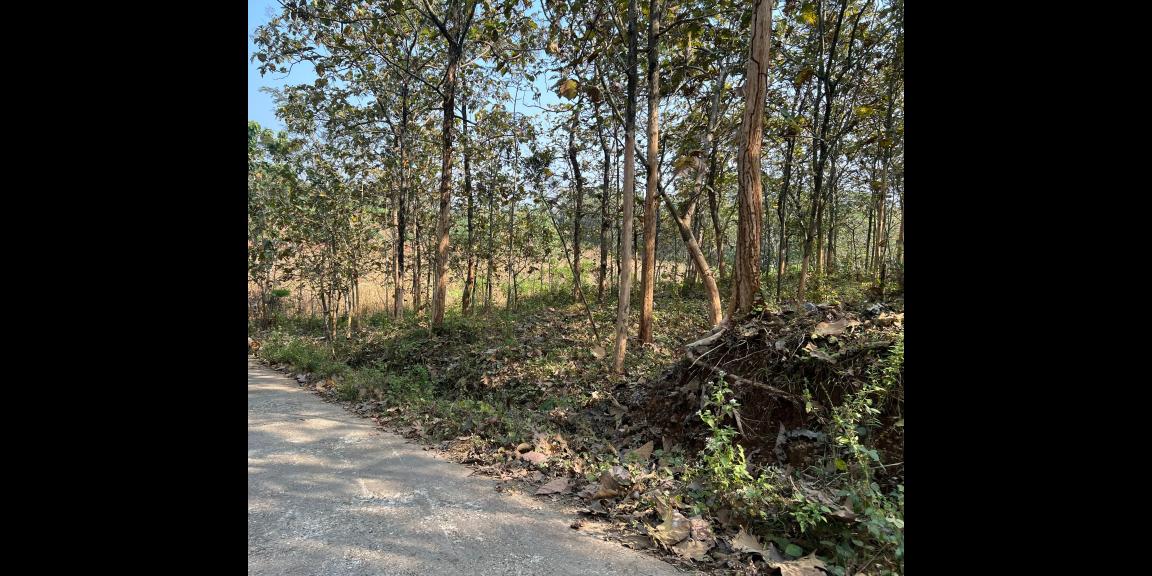 Kebun Jati Siap Panen 2311m² Kerjo Karanganyar  Kebun Jati Siap Panen 2311m² Kerjo Karanganyar