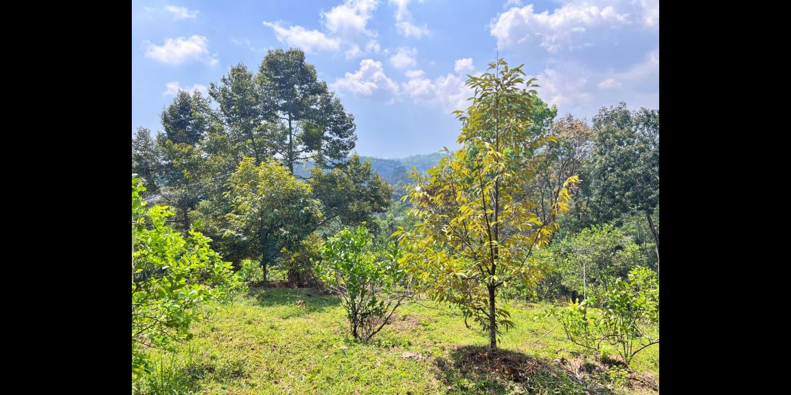 Kebun Durian 5190m² Kawasan Wisata Ngargoyoso Karanganyar Kebun Durian 5190m² Kawasan Wisata Ngargoyoso Karanganyar