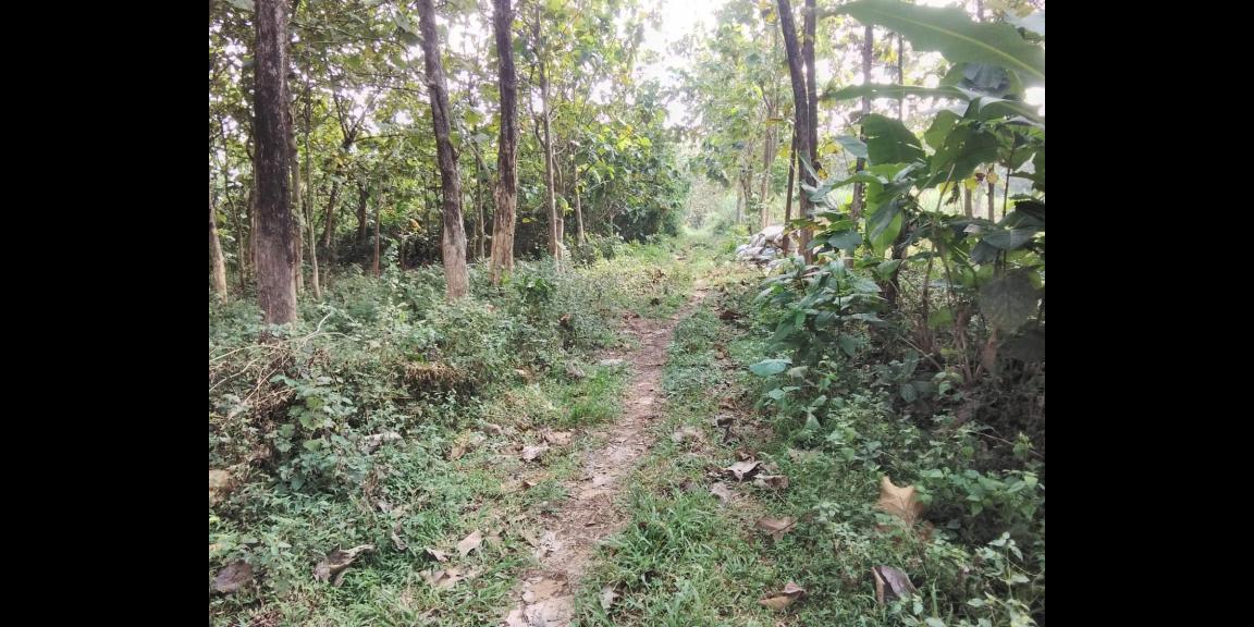 Tanah Cocok Untuk perternakan 200rb/m Karanganyar Tanah Cocok Untuk perternakan 200rb/m Karanganyar