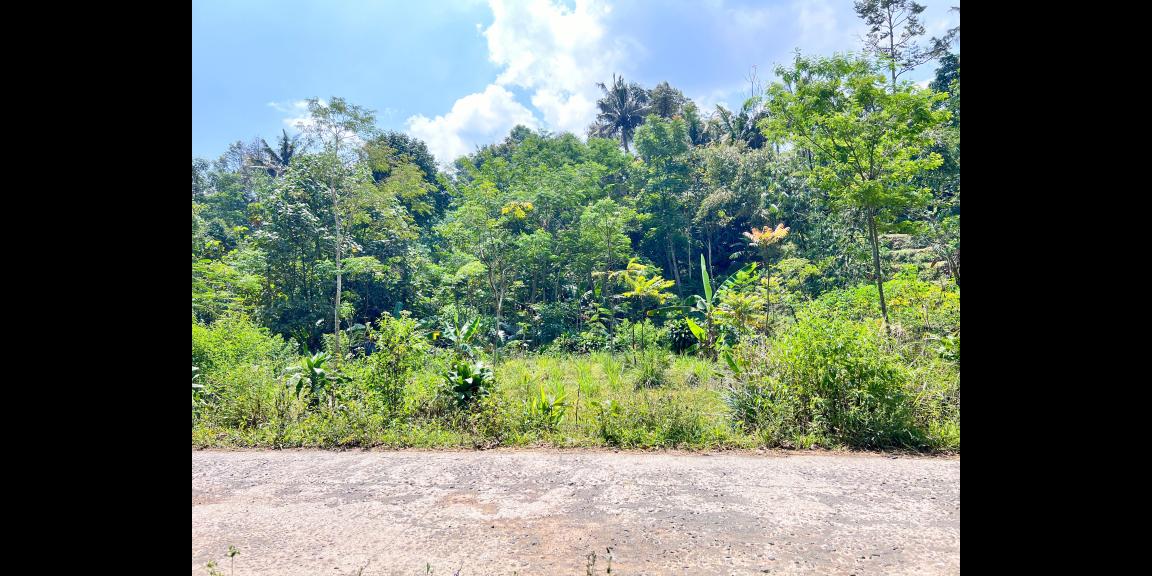 Tanah Murah 300 Juta View Langsung Kebun Teh Kemuning Tanah Murah 300 Juta View Langsung Kebun Teh Kemuning