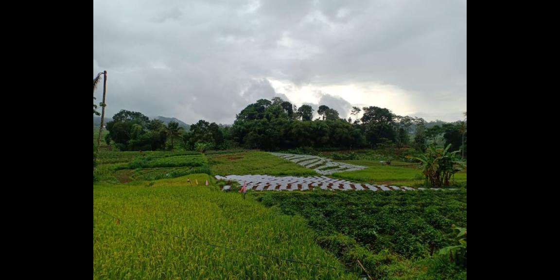 Tanah View Sawah Utara Pasar Karangpandan Karanganyar Tanah View Sawah Utara Pasar Karangpandan Karanganyar