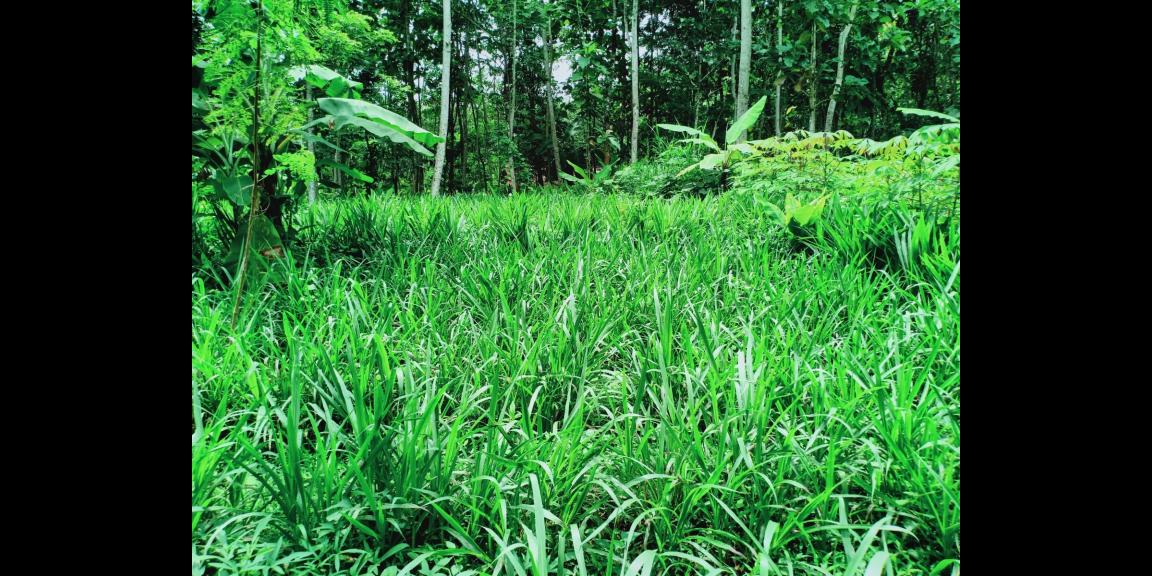 Tanah 2705m² Sambirejo Sragen Tanah 2705m² Sambirejo Sragen