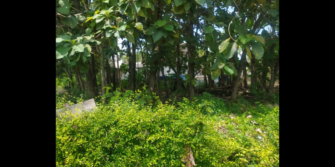 Tanah Kawasan Industri Cocok untuk Kost Sragen Tanah Kawasan Industri Cocok untuk Kost Sragen