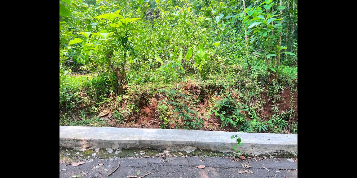 Tanah Kebun Jati 500m² 135Jt Kedawung, Sragen Tanah Kebun Jati 500m² 135Jt Kedawung, Sragen