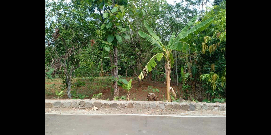 Tanah Cocok Untuk Kebun Buah Kerjo Karanganyar Tanah Cocok Untuk Kebun Buah Kerjo Karanganyar