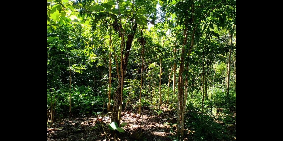 Tanah Cocok Untuk Kebun Durian Kerjo Karanganyar Tanah Cocok Untuk Kebun Durian Kerjo Karanganyar