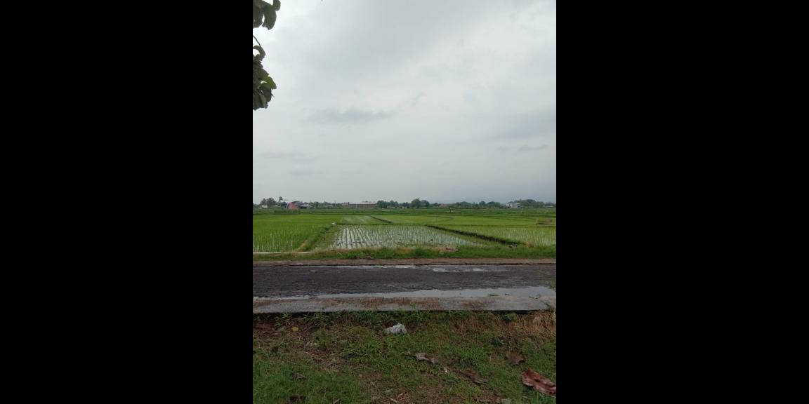 Tanah Super Datar 1147m² Masaran Sragen Tanah Super Datar 1147m² Masaran Sragen