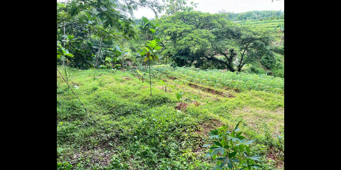 Tanah Subur 3265m² Hanya 70rb/m Kerjo, Karanganyar Tanah Subur 3265m² Hanya 70rb/m Kerjo, Karanganyar