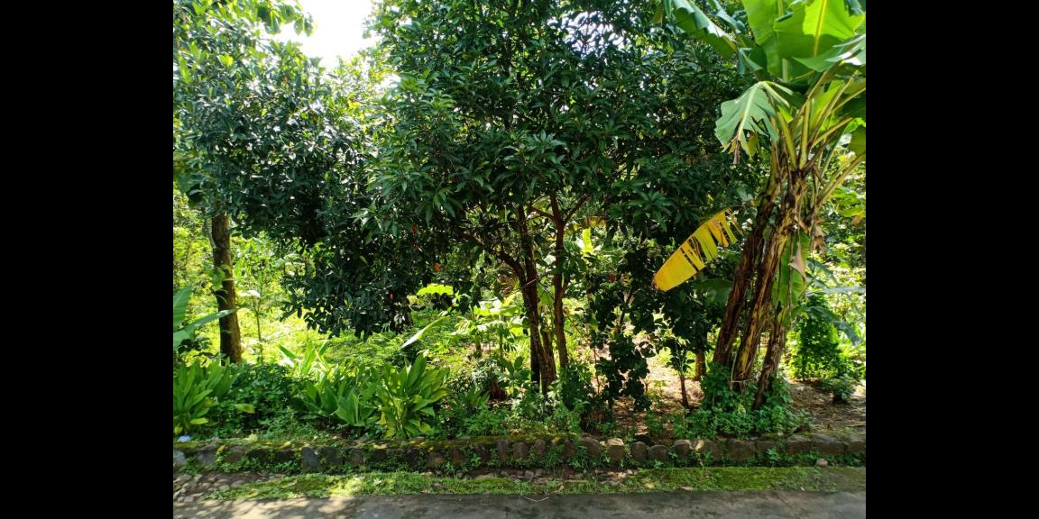 Tanah Idaman Cocok untuk Homestay Karanganyar Tanah Idaman Cocok untuk Homestay Karanganyar