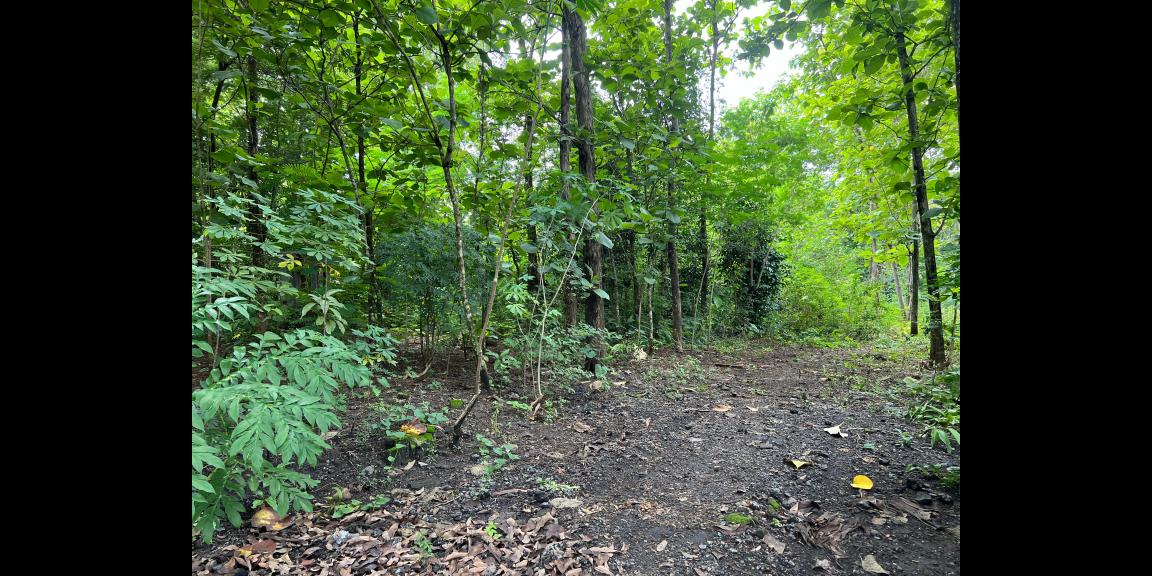 Tanah Murah 150 Juta Tasikmadu Karanganyar Tanah Murah 150 Juta Tasikmadu Karanganyar