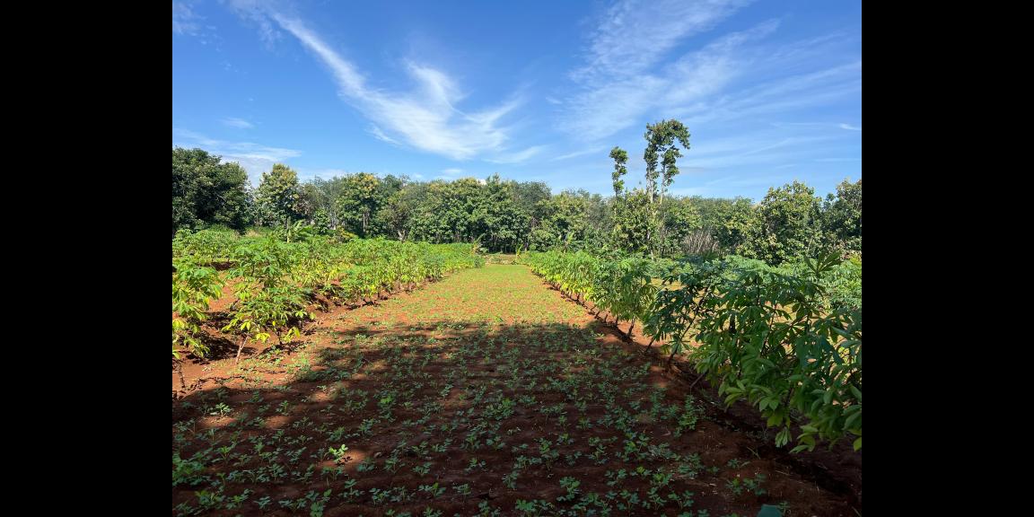 Tanah Super Datar 629m2 150Juta Kedawung, Sragen Tanah Super Datar 629m2 150Juta Kedawung, Sragen