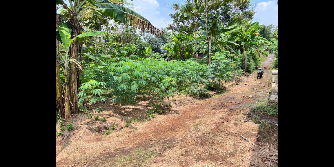 Tanah Datar 250 Juta Utara Pasar Mojogedang Tanah Datar 250 Juta Utara Pasar Mojogedang