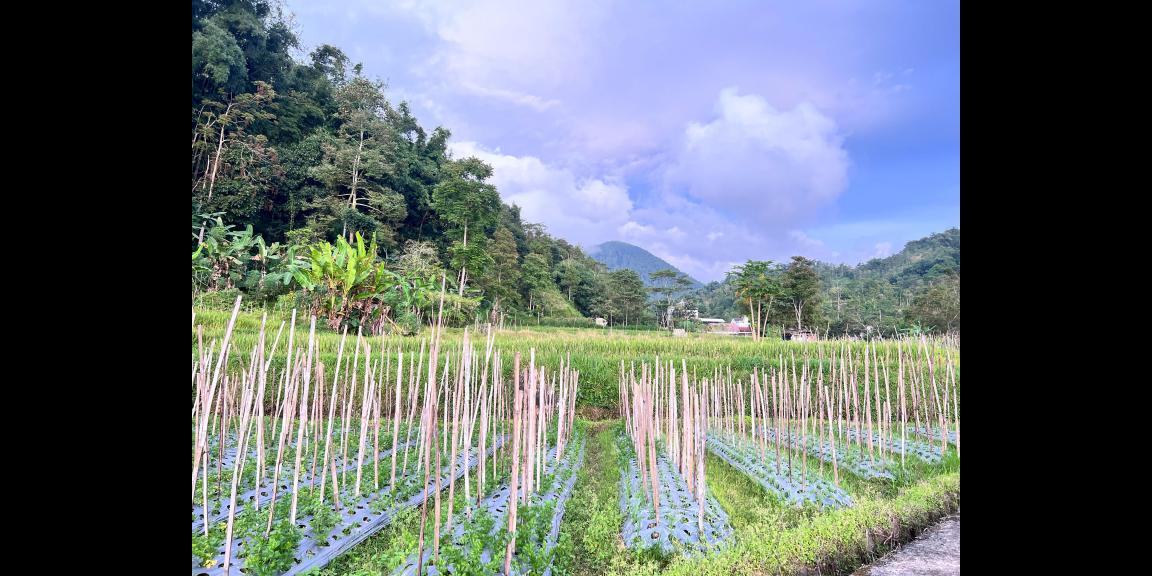 Tanah Udara Dingin 562m² Kawasan Strategis Karangpandan Tanah Udara Dingin 562m² Kawasan Strategis Karangpandan