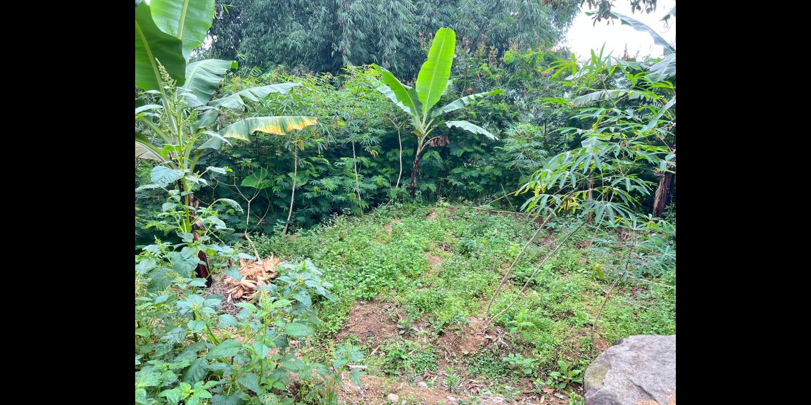 Pekarangan 225 Juta Cocok untuk Kebun Buah Ngargoyoso Pekarangan 225 Juta Cocok untuk Kebun Buah Ngargoyoso