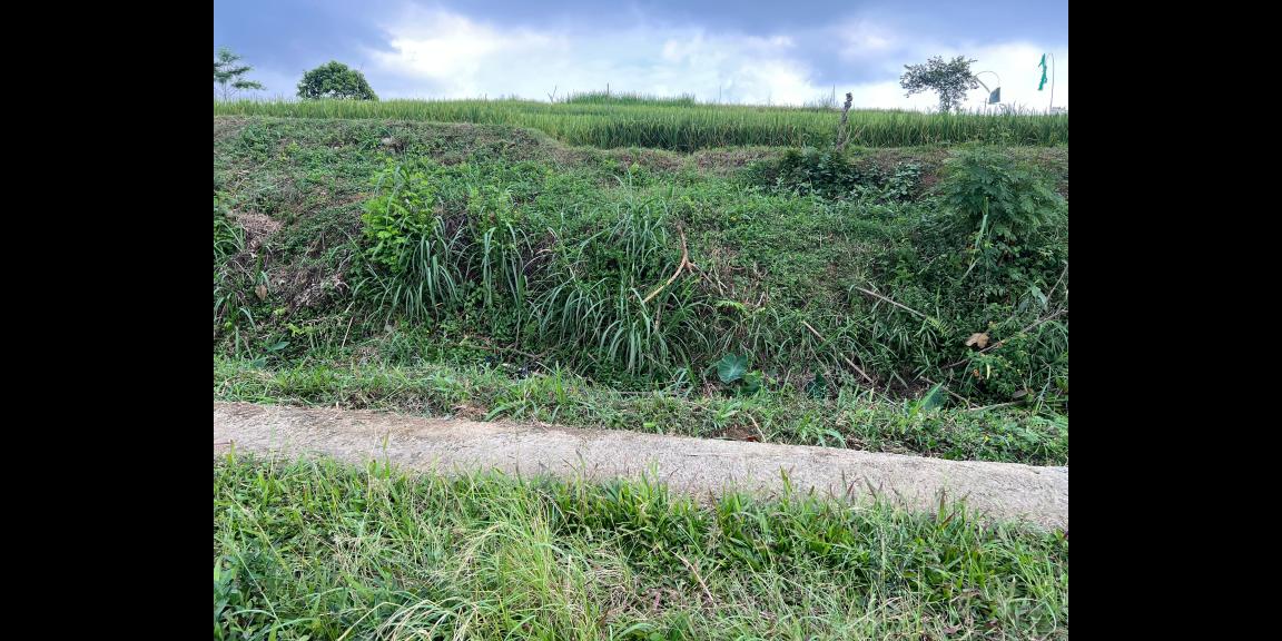 Tanah Subur 1000m² 300 Juta Karangpandan Tanah Subur 1000m² 300 Juta Karangpandan