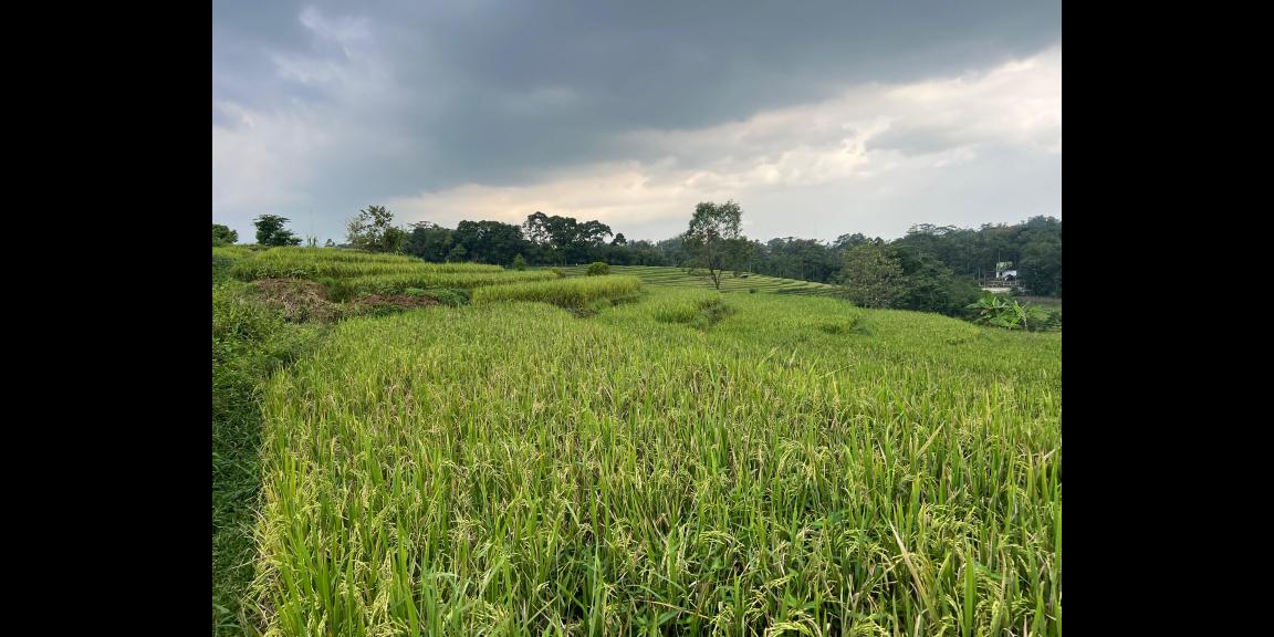 Sawah Subur 5000m² Karangpandan Karanganyar Sawah Subur 5000m² Karangpandan Karanganyar