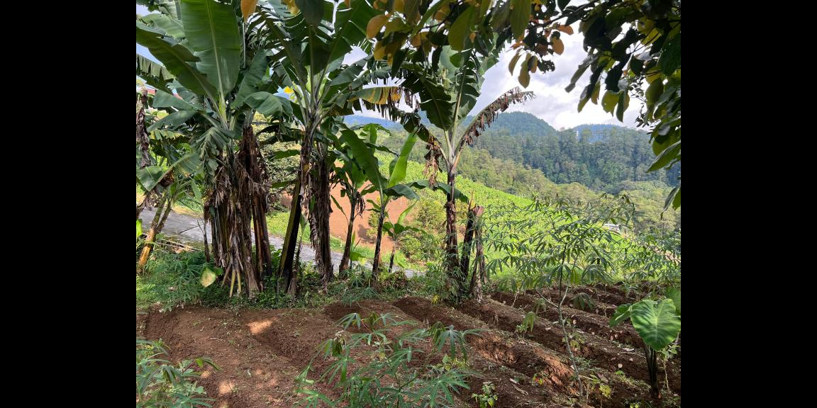 Dijual tanah udara dingin siap bangun villa, homestay dll Dijual tanah udara dingin siap bangun villa, homestay dll