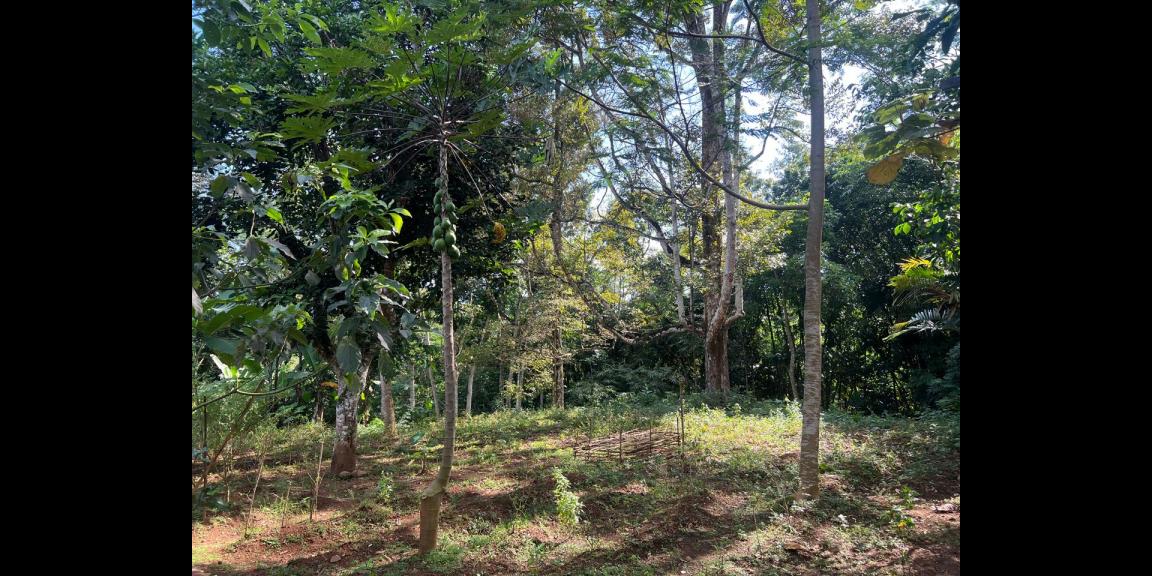 Tanah 1700m² Bonus Rumah Limasan Mojogedang Tanah 1700m² Bonus Rumah Limasan Mojogedang