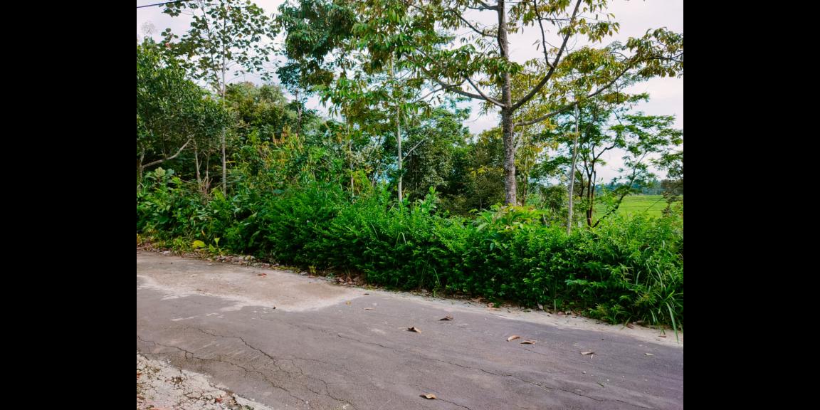 Tanah Bonus Pohon Durian Cocok dibangun Villa Karangpandan Karanganyar Tanah Bonus Pohon Durian Cocok dibangun Villa Karangpandan Karanganyar