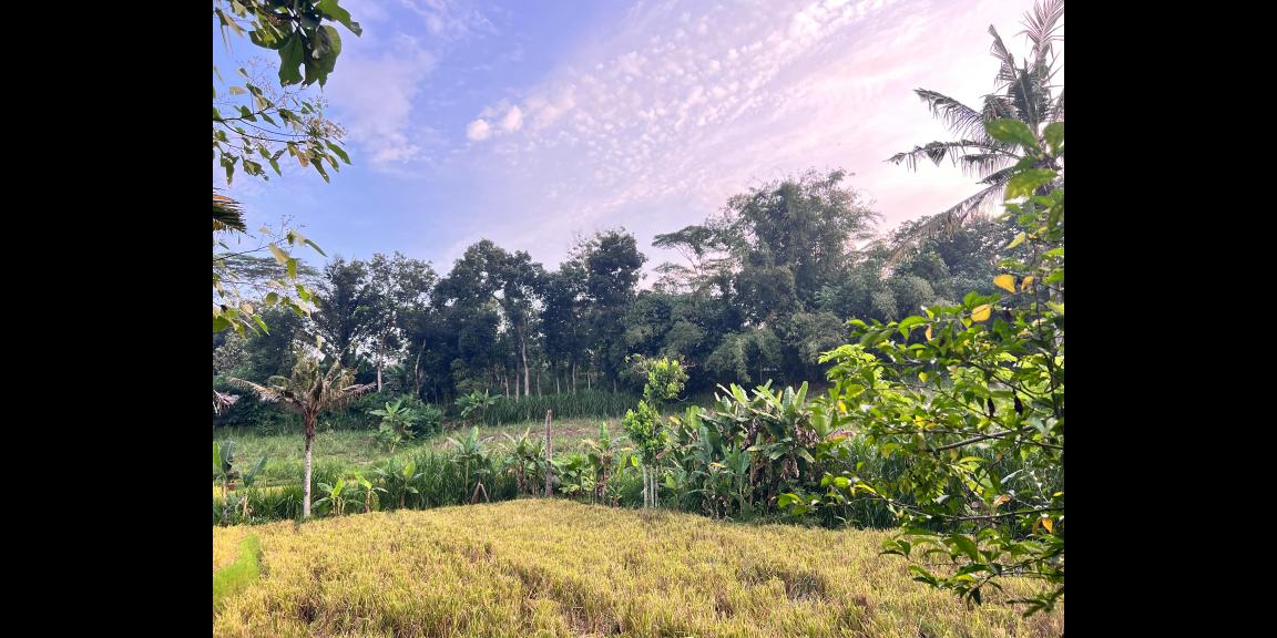 Tanah Super Datar 2000m Barat Pasar Mojogedang Tanah Super Datar 2000m Barat Pasar Mojogedang