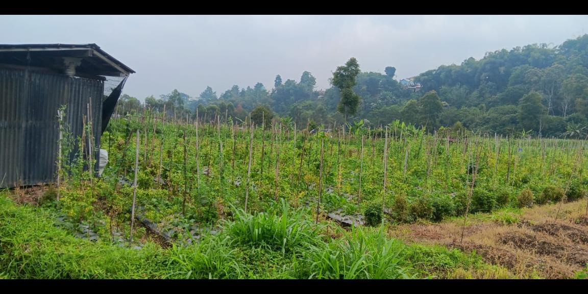 Tanah 1000m² Udara Dingin Kawasan Wisata Ngargoyoso Tanah 1000m² Udara Dingin Kawasan Wisata Ngargoyoso