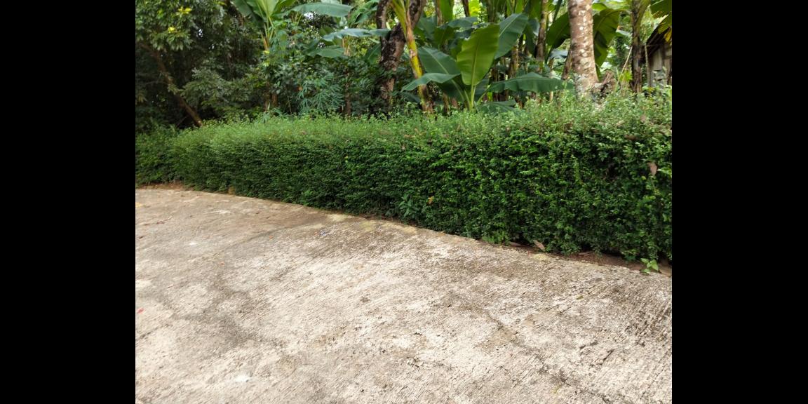 Kebun Durian Siap Panen 1282m Mojogedang Kebun Durian Siap Panen 1282m Mojogedang